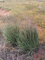 Leymus racemosus
