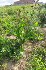 Trachyandra muricata