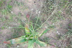 Trachyandra muricata