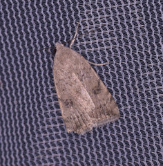 Micrathetis