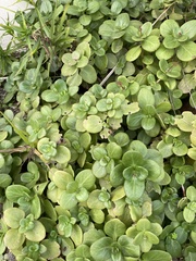 Crassula multicava multicava