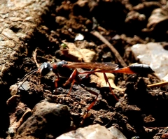Ammophila ferrugineipes