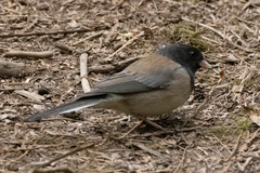 Junco hyemalis oreganus