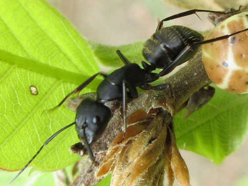 (c) onidiras-iNaturalist, some rights reserved (CC BY-NC), uploaded by onidiras-iNaturalist