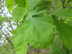 Quercus mongolica