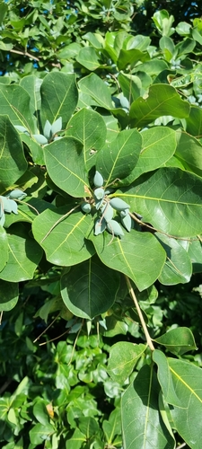 Terminalia melanocarpa observed 2022-04-30