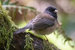 Junco hyemalis oreganus