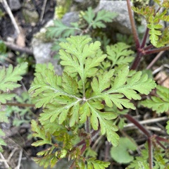 Geranium robertianum