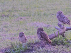 Athene cunicularia floridana