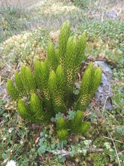 Phlegmariurus stephani