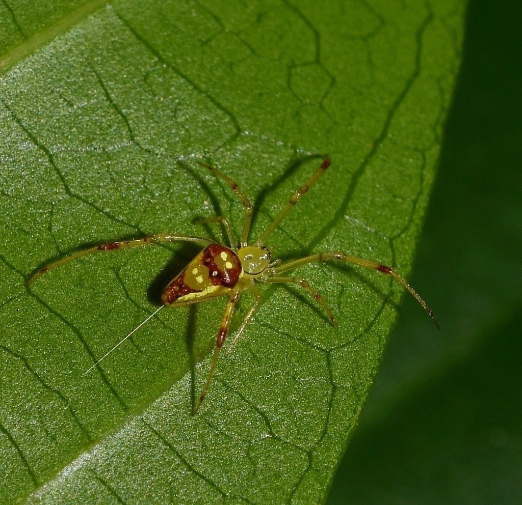 Spintharus michelleobamaae