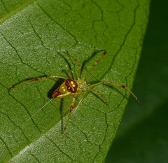 Spintharus michelleobamaae