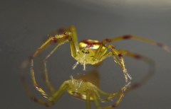 Spintharus michelleobamaae