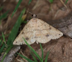 Hemeroplanis scopulepes