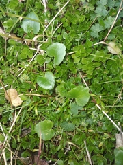 Ranunculus flagelliformis