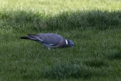 Columba palumbus