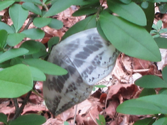 Cyclidia substigmaria