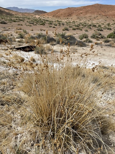Image of Juncus cooperi by (c) Matt Berger, some rights reserved (CC BY)