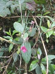 Rubus nubigenus