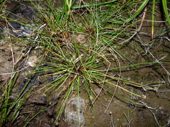 Isolepis inundata