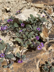 Phacelia gymnoclada