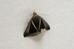 Chalciope alcyona