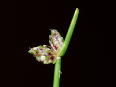 Isolepis inundata