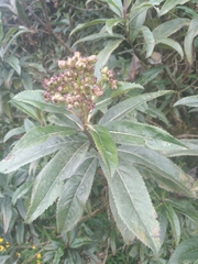 Baccharis densiflora