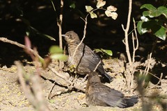 Turdus merula