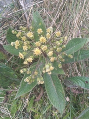 Dendrophorbium multinerve