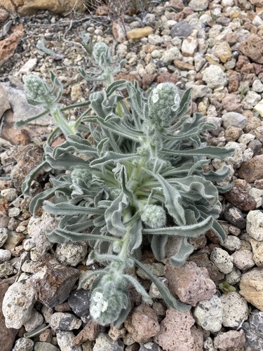 Image of Oreocarya hoffmannii by (c) Matt Berger, some rights reserved (CC BY)