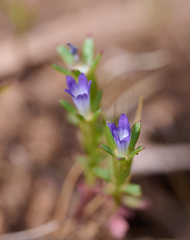 Githopsis specularioides
