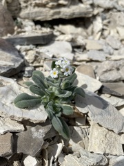 Amsinckiopsis kingii