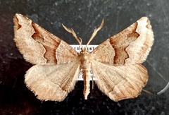 Artemidora maracandaria