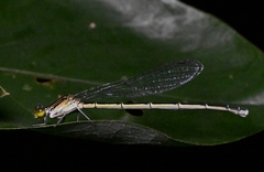 Paracercion calamorum