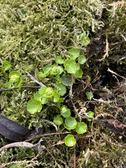 Chrysosplenium serreanum