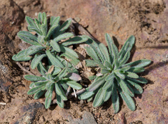 Boechera breweri