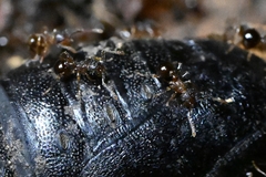 Pristomyrmex punctatus