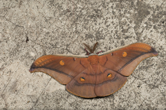 Antheraea formosana