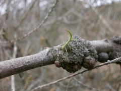 Bacillidae