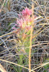 Castilleja purpurea