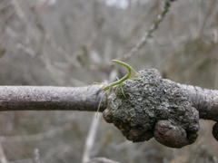 Bacillidae