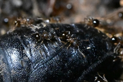 Pristomyrmex punctatus
