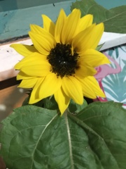 Helianthus annuus image