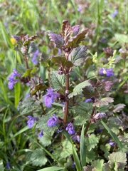 Glechoma hederacea