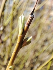 Cornus bretschneideri