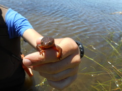Taricha granulosa