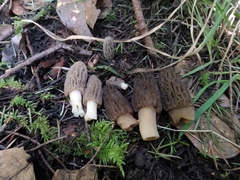 Morchella norvegiensis