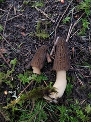 Morchella norvegiensis