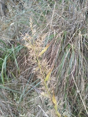 Rhynchospora vulcani